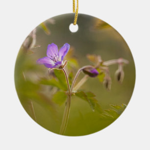 Décoration En Céramique Geranium Flower Nature Photo