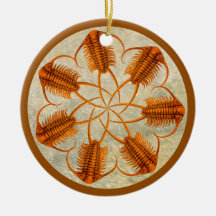 Golden Paraceraurus roue trilobite fossile