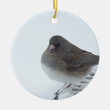Junco d'hiver
