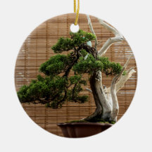 Juniper chinois Bonsai Tree Photo