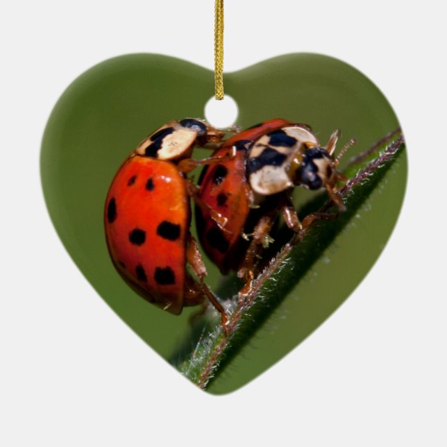 Décoration En Céramique Ladybugs En Amour (Dos)
