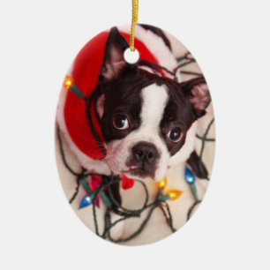 Décoration En Céramique Le chien de Boston Terrier dans le scintillement