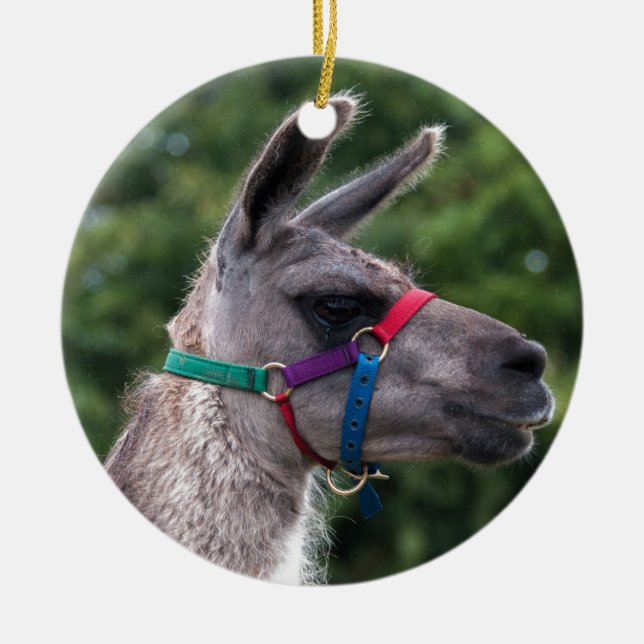 Décoration En Céramique Llama supériorité (Devant)