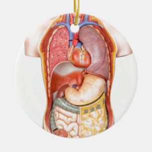 Décoration En Céramique Modèle de corps humain avec des organes