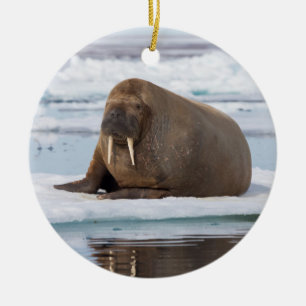 Décoration En Céramique Morse se reposant sur la glace, Norvège