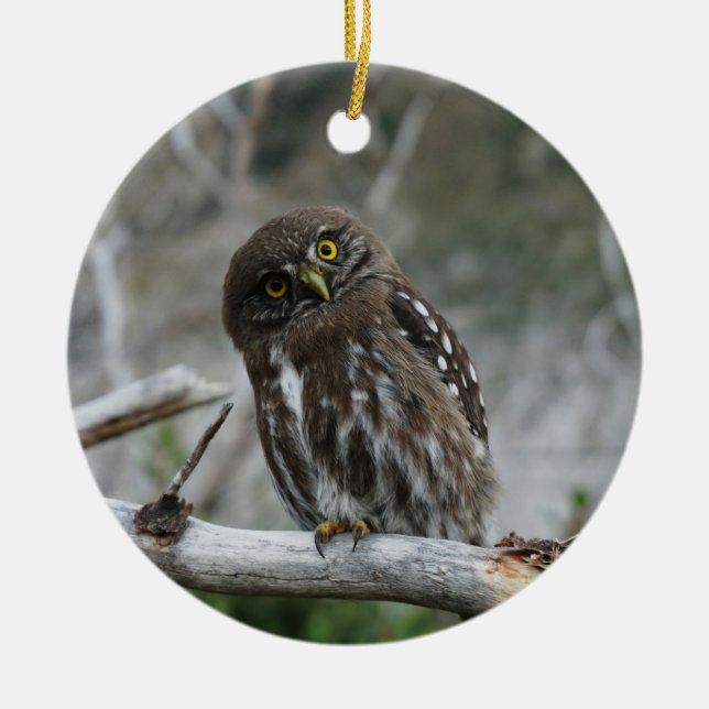 Décoration En Céramique Northern Pygmy Owl (Devant)