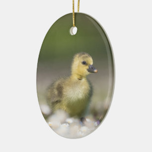 Décoration En Céramique Photo Cute Gosling Wildlife