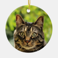 Photo de chat tigré brun personnalisé