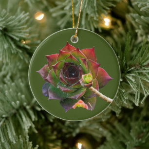 Décoration En Céramique Plante de Sempervivum Succulente Colorée de Jardin