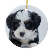 Premier Noël de la chienne