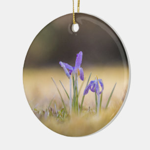 Décoration En Céramique Purple Crocus Nature Photo