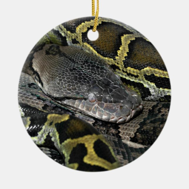 Décoration En Céramique Python molurus bivittatus (Devant)