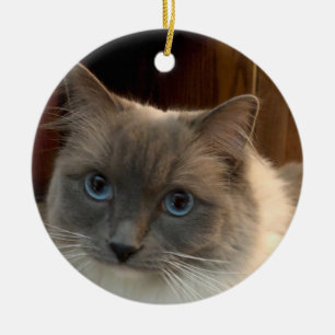 Décoration En Céramique Ragdoll Cat with Blue Eyes can be personalized