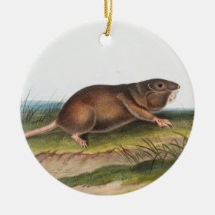 Décoration En Céramique Rat Poché Sud, Schrew Mole Illustration