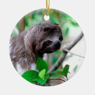 Décoration En Céramique Sloth in tree Nicaragua
