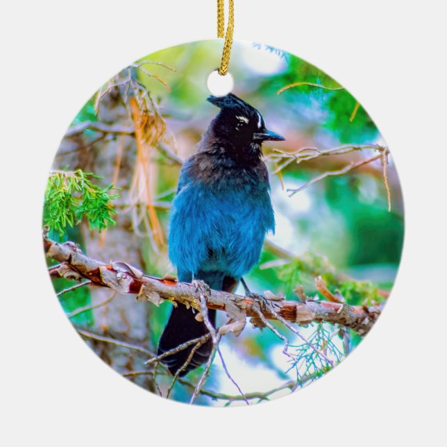 Décoration En Céramique Steller's Jay - Photographie originale (Devant)