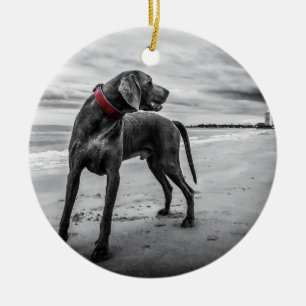 Décoration En Céramique Weimaraner on Beach B&W Photo w/ Red Collar