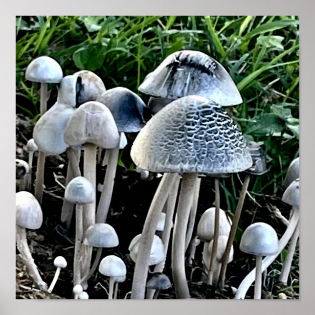 Décoration murale de poster de champignon (Devant)