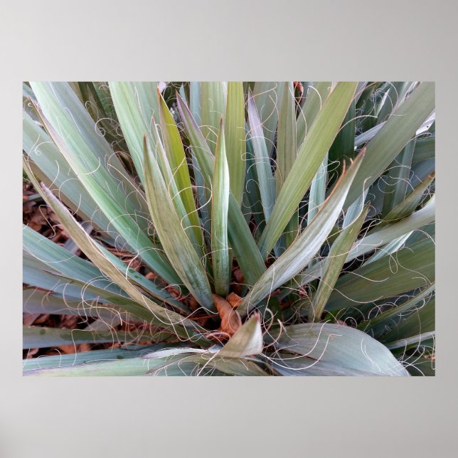 décorations de la nature (Devant)