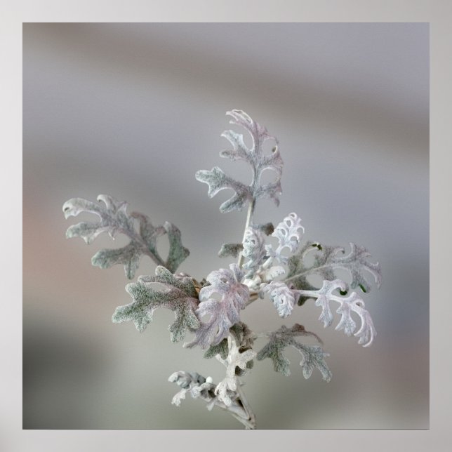 Décorations naturelles de Noël (Devant)