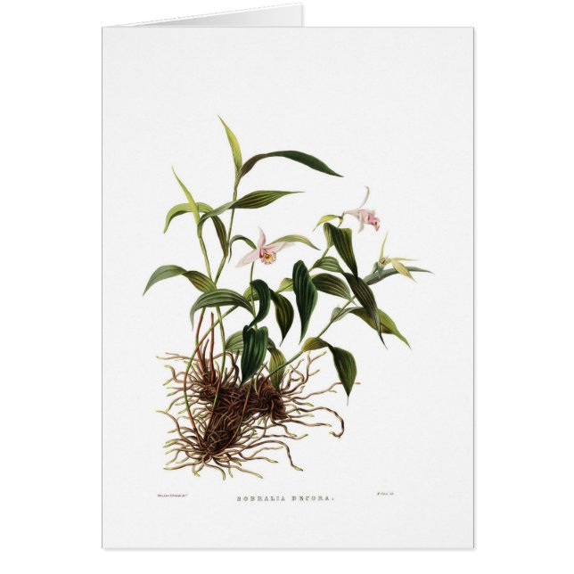 Décorums de Sobralia (Devant)