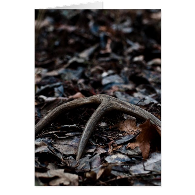 Deer Antler 01 (Devant)