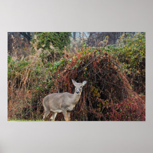 Deer par Bush Photo Poster