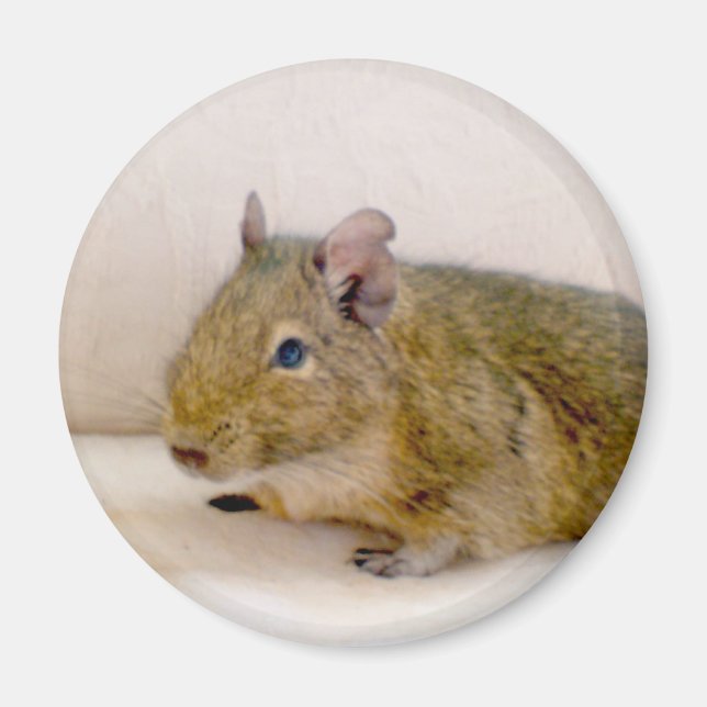 Degu Magnet (Devant)