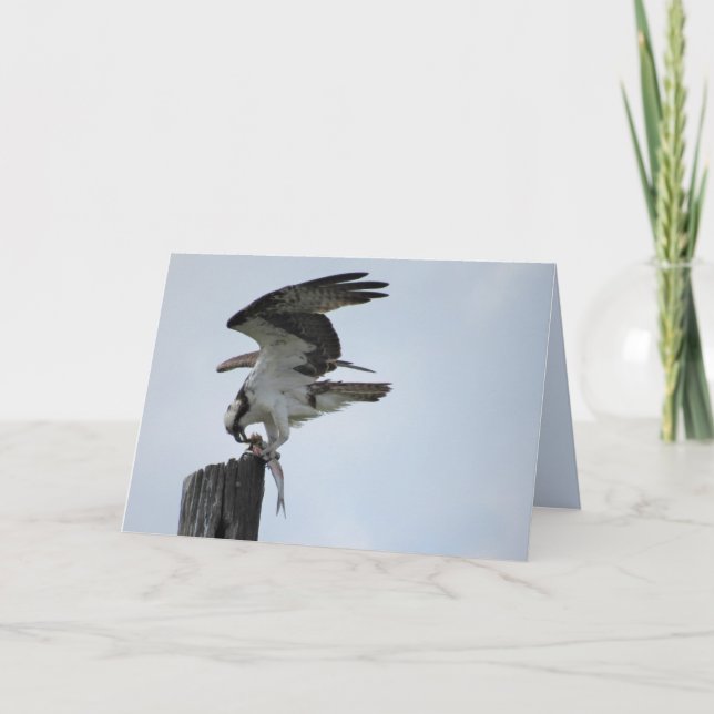 Déjeuner d'Osprey - Raptor Bird - Carte pliée (Devant)