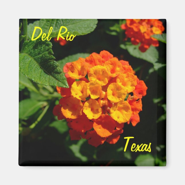 Del Rio Texas Magnet Lantana fleur (Devant)