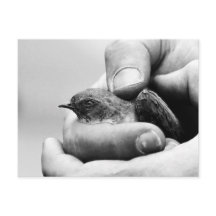 Délicat - carte postale