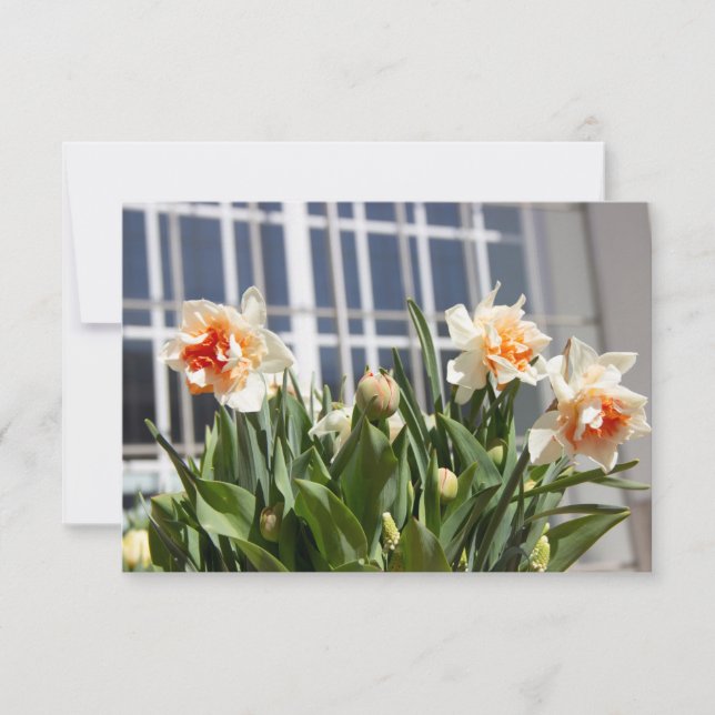 Délicat mignon daffodils printemps (Devant)