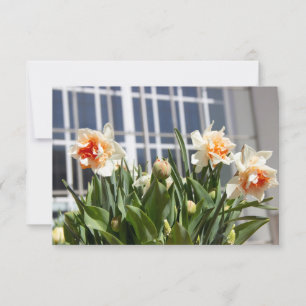 Délicat mignon daffodils printemps