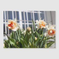 Délicat mignon daffodils printemps