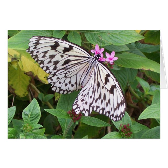 Délicieuse 1 (Devant horizontal)