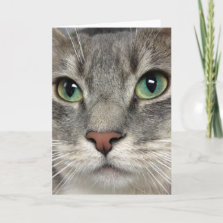 Délivrance de chat de Greyfoot - ces yeux - carte