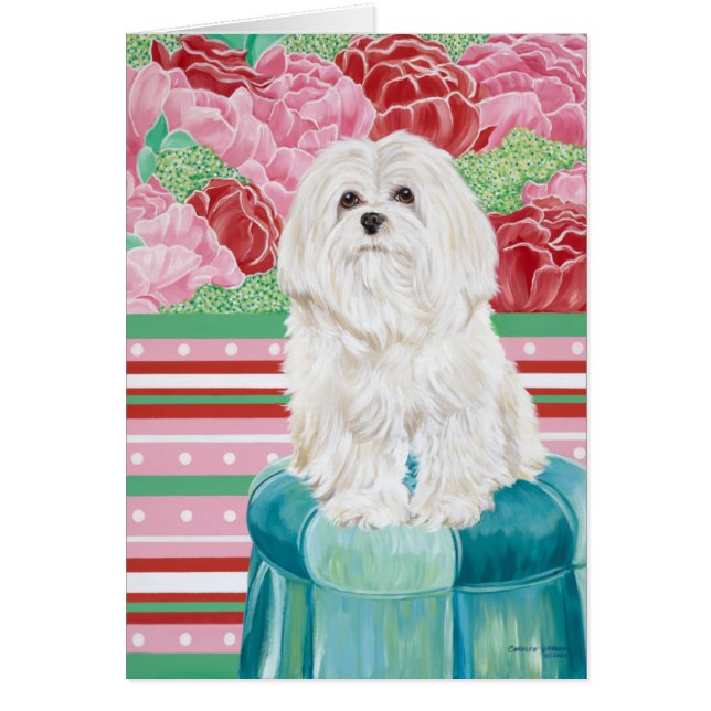 Della Rose Maltese (Devant)