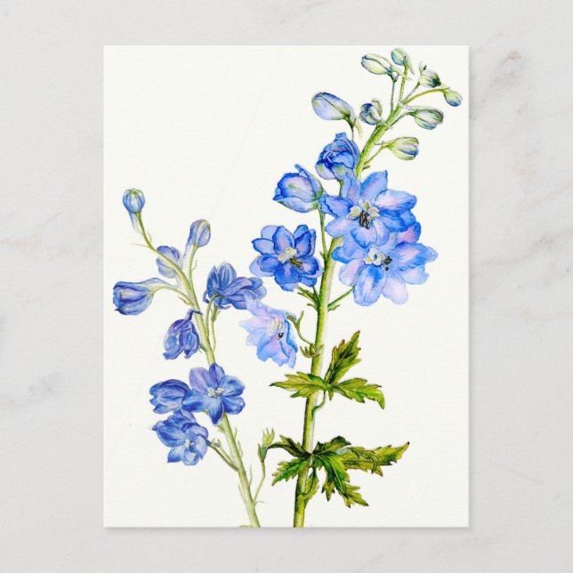 Delphinines bleus dans carte postale aquarelle (Devant)