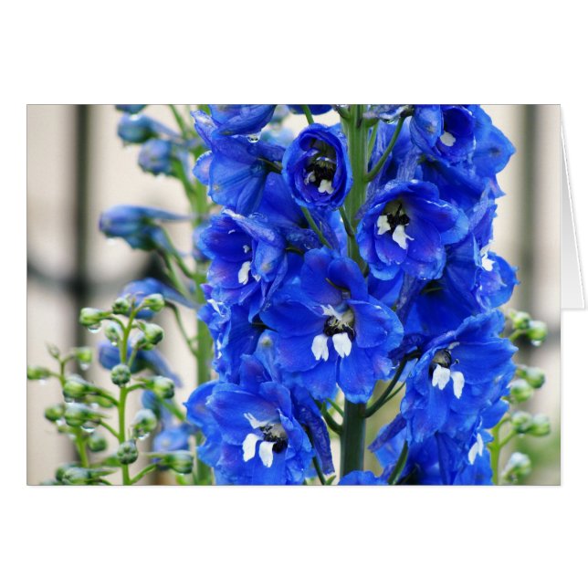 Delphinium bleu (Devant Horizontal)