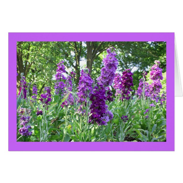 Delphinium pourpre (Devant horizontal)