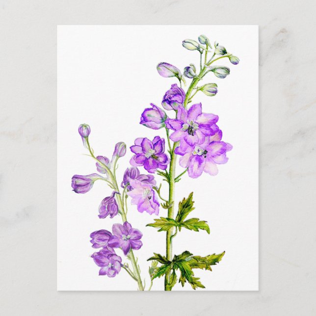 Delphiniums violets dans la carte postale aquarell (Devant)