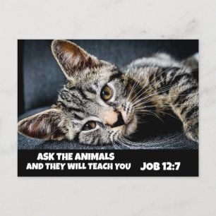 DEMANDEZ AUX ANIMAUX CUIRE TABBY CAT BIBLE Cartes 
