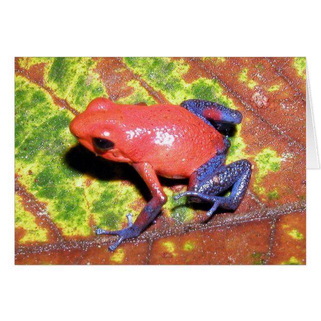 Dendrobates pumilio - Poison de fraises Grenouille (Devant horizontal)