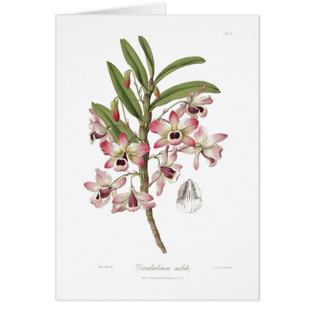 Dendrobium nobile (Devant)