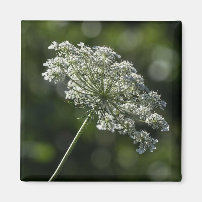 Dentelle blanche de la reine Anne Magnet Fleur sau (Devant)
