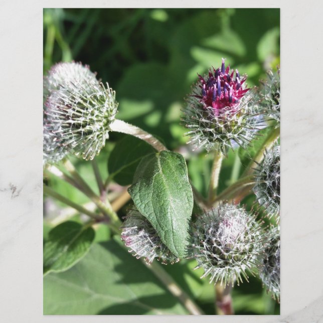 dentelle sur chardon (Devant)