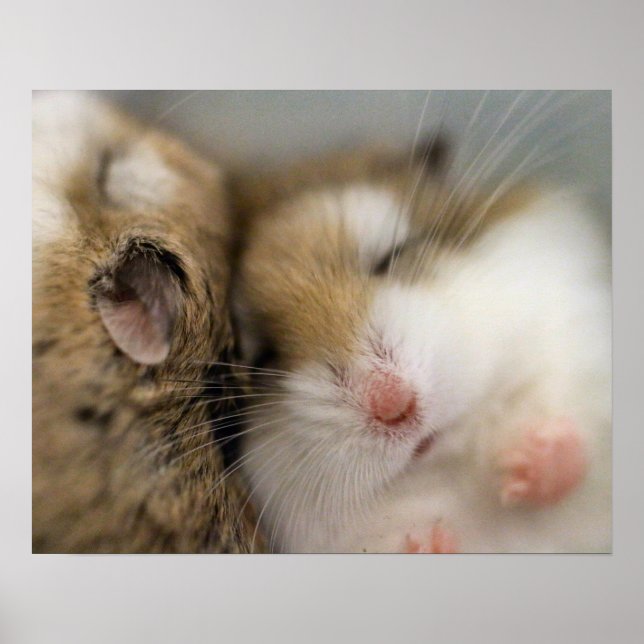 Déplacer sur Bob Poster (Devant)