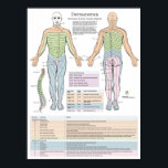 Dermatomes Myotomes et DTR Poster Chiropratique<br><div class="desc">Montre le motif dermatome des nerfs cervicaux, thoraciques, lombaires et sacrés. Un dermatome est une zone de peau qui est principalement fournie par un seul nerf de la colonne vertébrale. Il y a huit nerfs cervicaux (C1 étant une exception sans dermatome), douze nerfs thoraciques, cinq nerfs lombaires et cinq nerfs...</div>