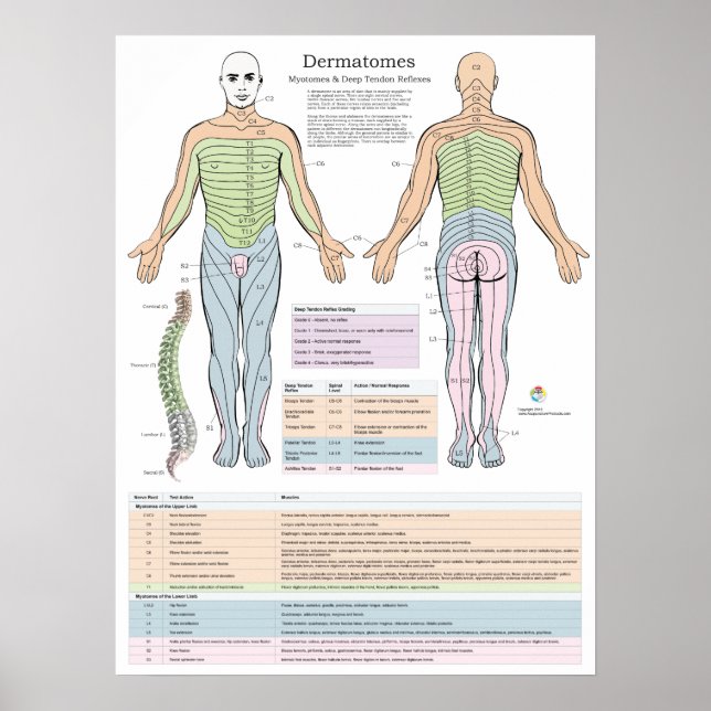 Dermatomes Myotomes et DTR Poster Chiropratique (Devant)