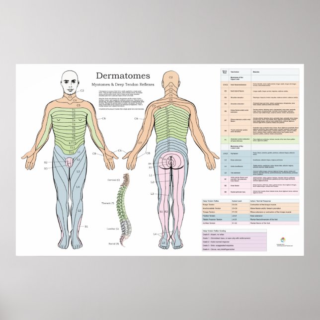 Dermatomes Myotomes Réflexes Poster Chiropratique (Devant)